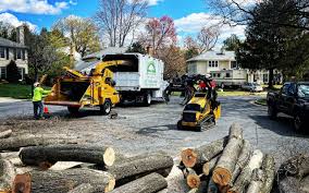 Tree and Shrub Care in Alum Creek, WV