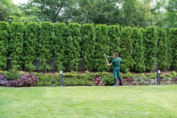 Lawn Watering Services in Alum Creek, WV