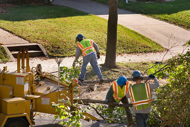 Best Stump Grinding and Removal  in Alum Creek, WV